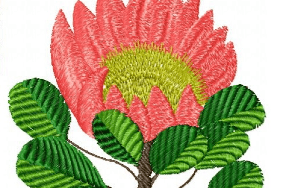 Protea Rose: A Designer's Real-World Review